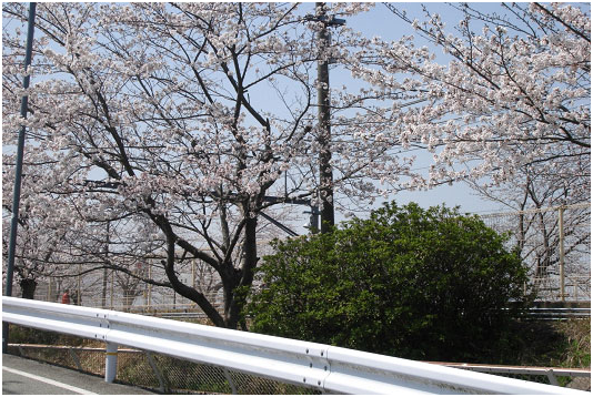 留日心得 前往學校路上的櫻花樹