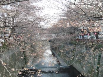 日本留遊學 三月底的目黑川，正是賞櫻的大好地點​​​​​​​